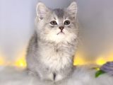 Bri̇ti̇sh Shorthai̇r Blue Golden
