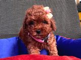 Red Brown Toy Poodle Yavrular