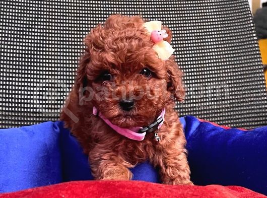 Red Brown Toy Poodle Yavrular görsel