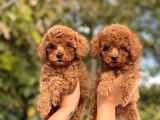 Sevimli Toy Poodle Bebeklerimiz