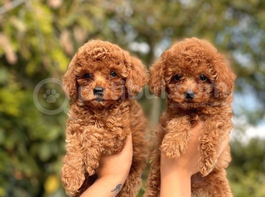 Sevimli Toy Poodle Bebeklerimiz görsel
