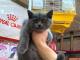 A Kalite British Shorthair Ve British Blue Point Yavrularimiz
