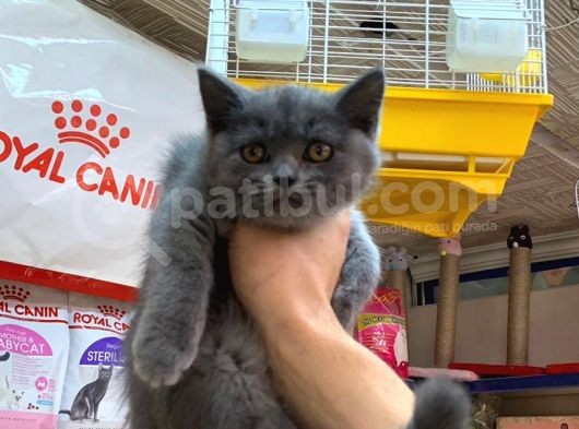 A Kalite British Shorthair Ve British Blue Point Yavrularimiz görsel