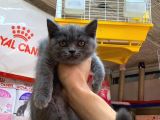 A Kalite British Shorthair Ve British Blue Point Yavrularimiz