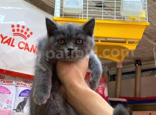 A Kalite British Shorthair Ve British Blue Point Yavrularimiz görsel