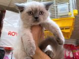 A Kalite British Shorthair Ve British Blue Point Yavrularimiz