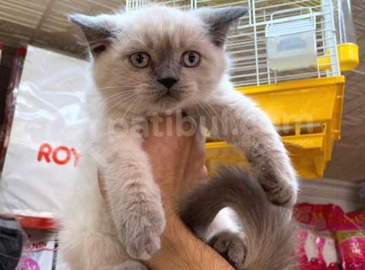 A Kalite British Shorthair Ve British Blue Point Yavrularimiz görsel