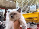 A Kalite British Shorthair Ve British Blue Point Yavrularimiz