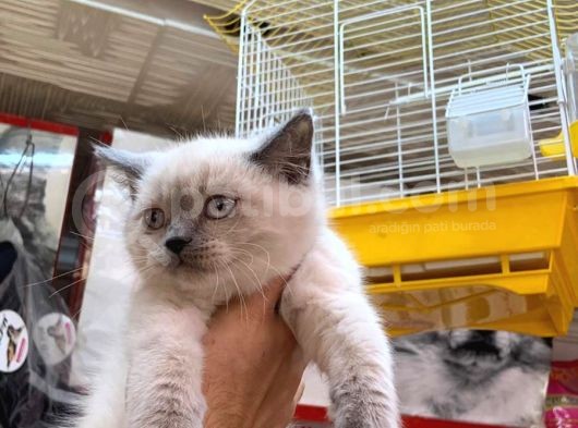 A Kalite British Shorthair Ve British Blue Point Yavrularimiz