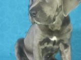 Cane Corsa Yavruları