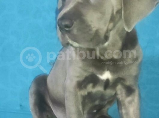 Cane Corsa Yavruları