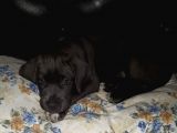 Cane Corsa Yavruları