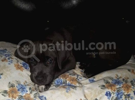 Cane Corsa Yavruları görsel