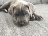 Cane Corsa Yavruları