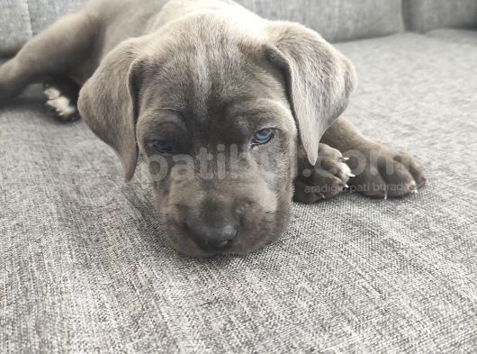 Cane Corsa Yavruları görsel