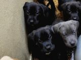 Cane Corsa Yavruları
