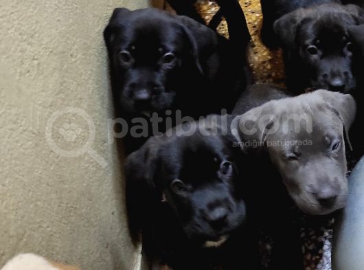 Cane Corsa Yavruları görsel