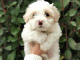Maltipoo Bebekler