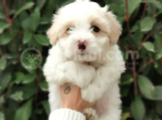 Maltipoo Bebekler görsel