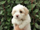 Maltipoo Bebekler