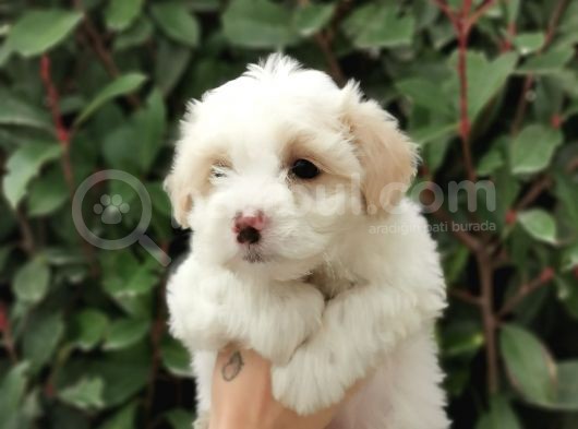 Maltipoo Bebekler görsel
