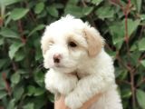 Maltipoo Bebekler