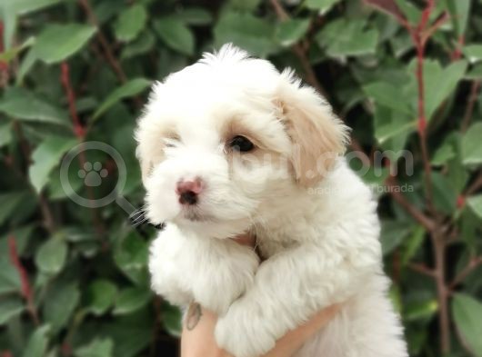 Maltipoo Bebekler görsel
