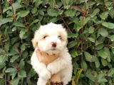 Maltipoo Bebekler