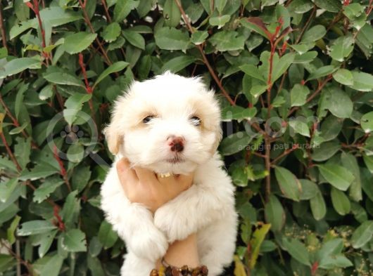 Maltipoo Bebekler
