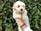 Küçük Maltipoo Bebeklerim