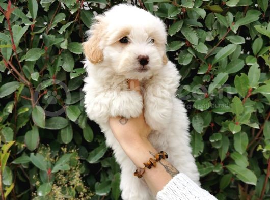 Küçük Maltipoo Bebeklerim görsel