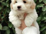 Küçük Maltipoo Bebeklerim