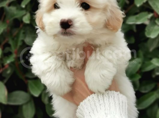 Küçük Maltipoo Bebeklerim görsel