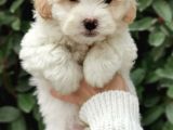 Küçük Maltipoo Bebeklerim
