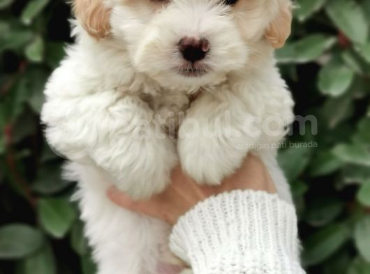 Küçük Maltipoo Bebeklerim görsel