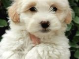 Küçük Maltipoo Bebeklerim