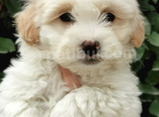 Küçük Maltipoo Bebeklerim