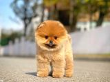 Ayı Surat Pomeranian Boo Yavrularımız