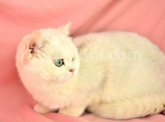 Muhteşem Güzelli̇kte Ns11 Si̇lver Bri̇ti̇sh Shorthai̇r görsel