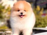 Ayi Surat Pomeranian Boo Yavrular Disi