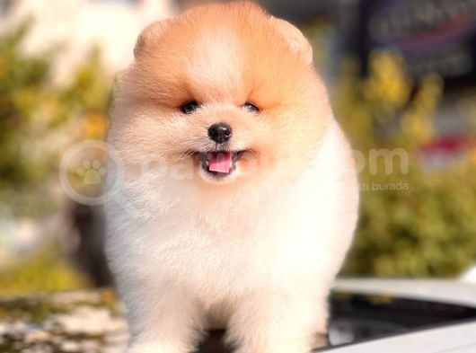 Ayi Surat Pomeranian Boo Yavrular Disi görsel