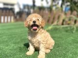 Show Kalite Toy Poodle Yavrularimiz