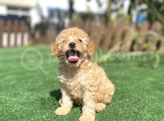 Show Kalite Toy Poodle Yavrularimiz görsel