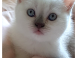 Safkan Blue Point Dişi