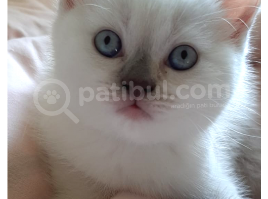 Safkan Blue Point Dişi
