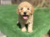 Show Kalite Toy Poodle Yavrularimiz