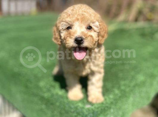 Show Kalite Toy Poodle Yavrularimiz görsel