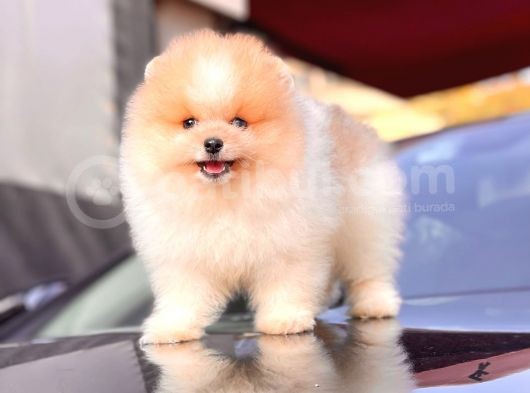 Ayi Surat Pomeranian Boo Yavrular Disi görsel