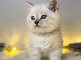Mükemmel Kali̇tede Bri̇ti̇sh Shorthai̇r Lynx Poi̇nt