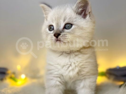 Mükemmel Kali̇tede Bri̇ti̇sh Shorthai̇r Lynx Poi̇nt görsel